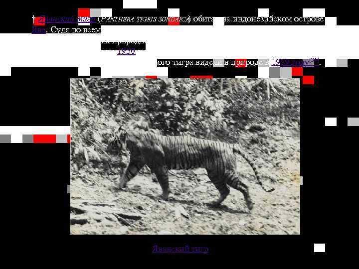 † Яванский тигр (PANTHERA TIGRIS SONDAICA) обитал на индонезийском острове Ява. Судя по всему,
