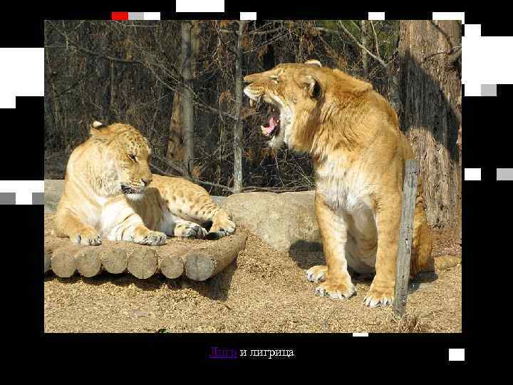 Лигр и лигрица 