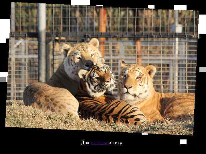 Два талигра и тигр 