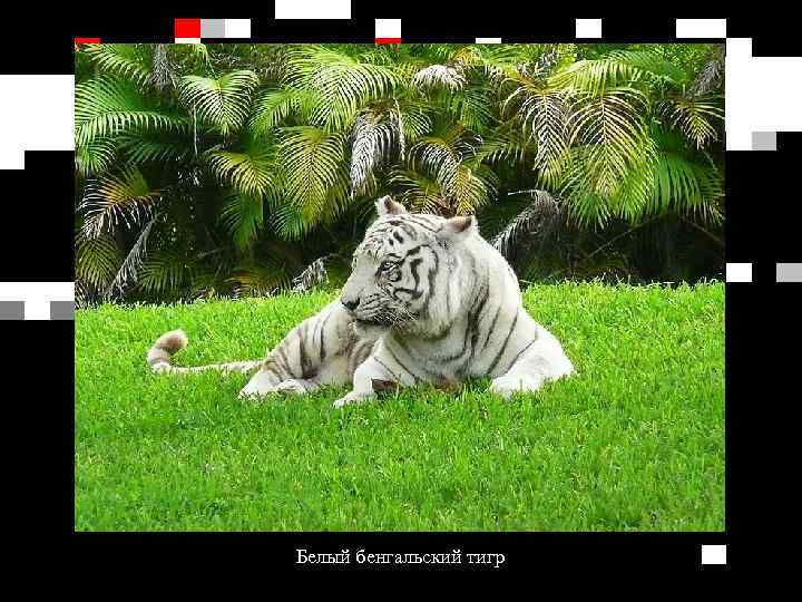 Белый бенгальский тигр 