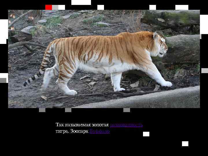 Так называемая золотая разновидность тигра. Зоопарк Буффало 