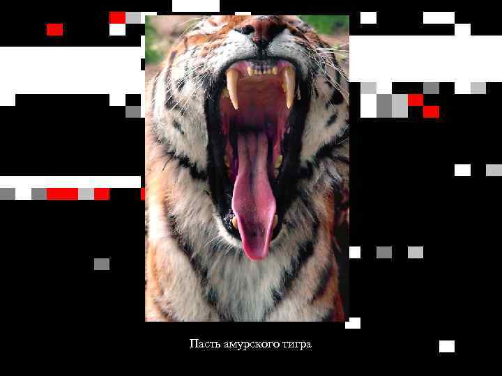 Пасть амурского тигра 