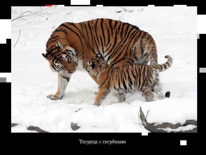 Тигрица с тигрёнком 