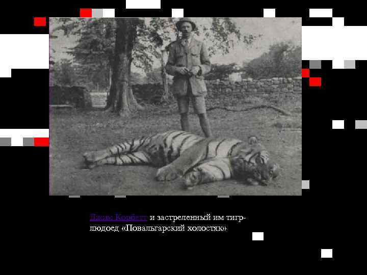 Джим Корбетт и застреленный им тигрлюдоед «Повальгарский холостяк» 