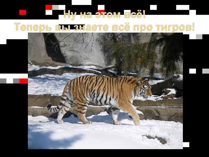Ну на этом всё! Теперь вы знаете всё про тигров! 