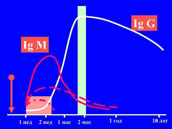 Ig G Ig M 1 нед 2 нед 1 мес 2 мес 1 год