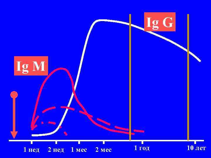 Ig G Ig M 1 нед 2 нед 1 мес 2 мес 1 год