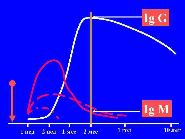 Ig G Ig M 1 нед 2 нед 1 мес 2 мес 1 год