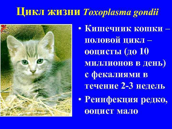 Цикл жизни Toxoplasma gondii • Кишечник кошки – половой цикл – ооцисты (до 10