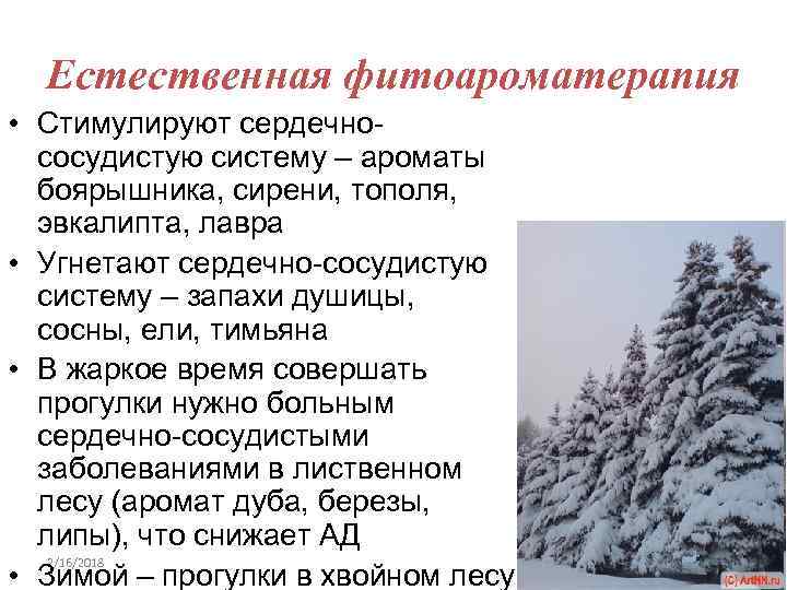 Естественная фитоароматерапия • Стимулируют сердечнососудистую систему – ароматы боярышника, сирени, тополя, эвкалипта, лавра •