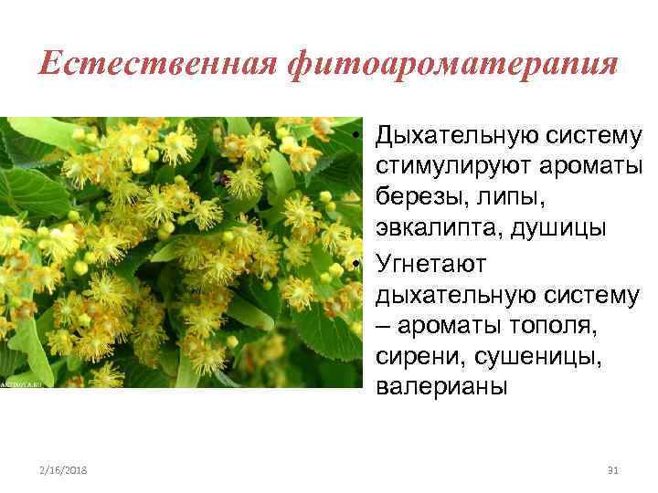 Естественная фитоароматерапия • Дыхательную систему стимулируют ароматы березы, липы, эвкалипта, душицы • Угнетают дыхательную
