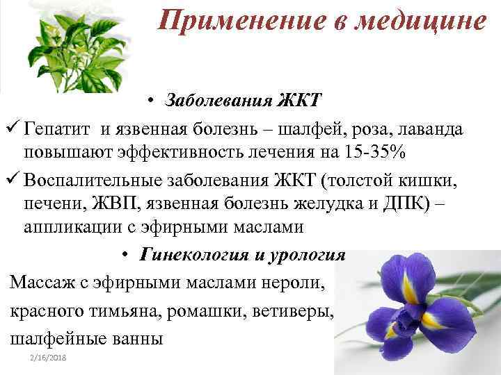 Применение в медицине • Заболевания ЖКТ ü Гепатит и язвенная болезнь – шалфей, роза,