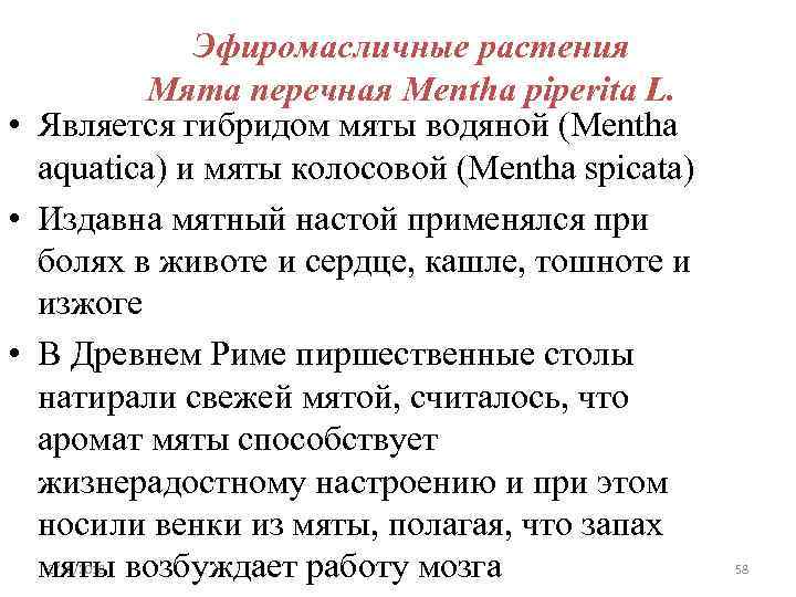 Эфиромасличные растения Мята перечная Mentha piperita L. • Является гибридом мяты водяной (Mentha aquatica)