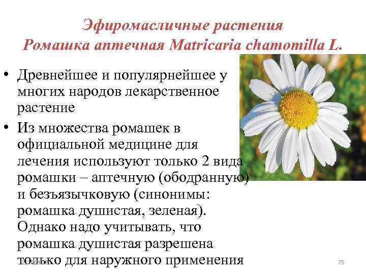 Эфиромасличные растения Ромашка аптечная Matricaria chamomilla L. • Древнейшее и популярнейшее у многих народов