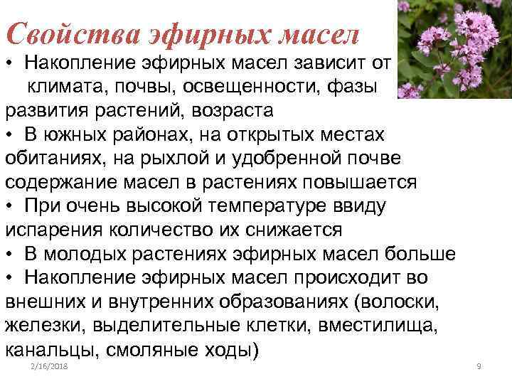 Свойства эфирных масел • Накопление эфирных масел зависит от климата, почвы, освещенности, фазы развития