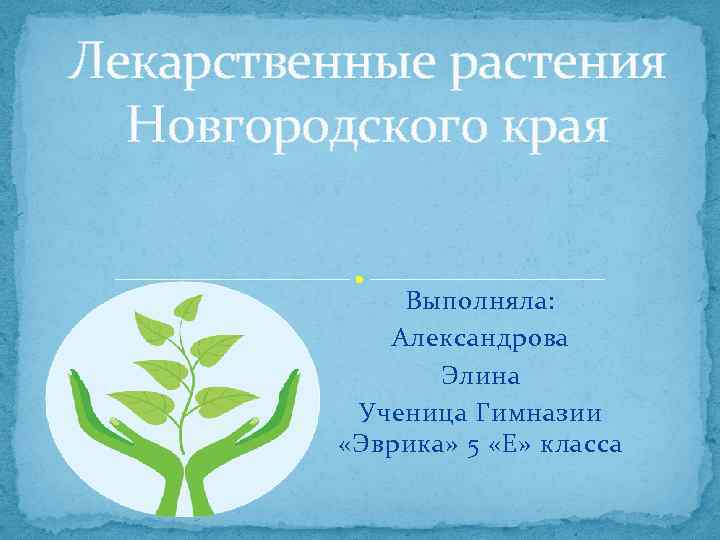 Лекарственные растения Новгородского края Выполняла: Александрова Элина Ученица Гимназии «Эврика» 5 «Е» класса 