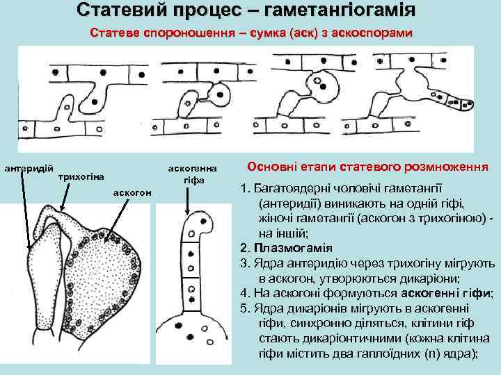 Статевий процес – гаметангіогамія Статеве спороношення – сумка (аск) з аскоспорами антеридій аскогенна гіфа