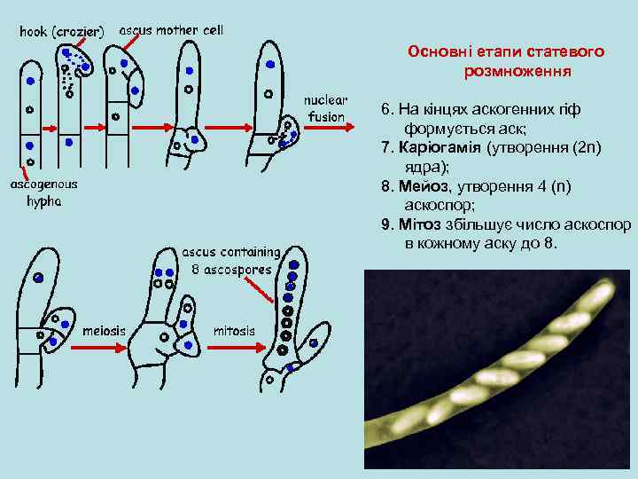 Основні етапи статевого розмноження 6. На кінцях аскогенних гіф формується аск; 7. Каріогамія (утворення