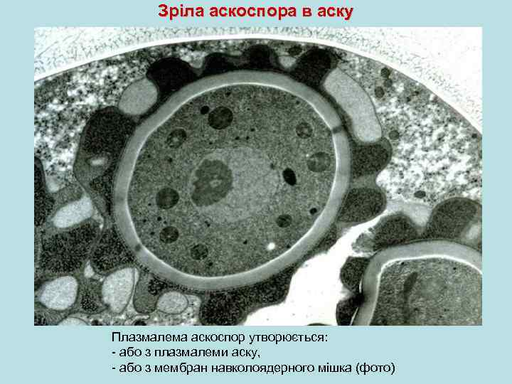 Зріла аскоспора в аску Плазмалема аскоспор утворюється: - або з плазмалеми аску, - або