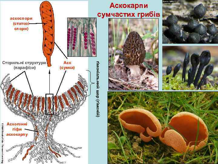 Аскокарпи сумчастих грибів аскоспори (статеві спори) Аскогенні гіфи аскокарпу Аск (сумка) гіменіальний шар (гіменій)