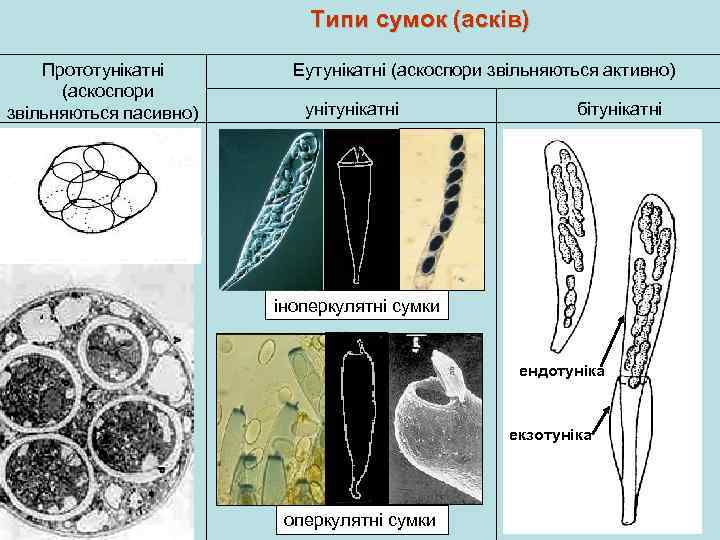 Типи сумок (асків) Прототунікатні (аскоспори звільняються пасивно) Еутунікатні (аскоспори звільняються активно) унітунікатні бітунікатні іноперкулятні