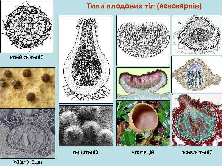 Типи плодових тіл (аскокарпів) клейстотецій перитецій хазмотецій апотецій псевдотецій 