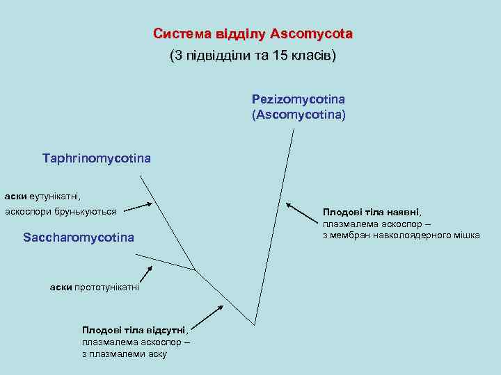 Система відділу Ascomycota (3 підвідділи та 15 класів) Pezizomycotina (Ascomycotina) Taphrinomycotina аски еутунікатні, аскоспори