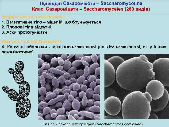 Підвідділ Сахаромікоти – Saccharomycotina Клас Сахароміцети – Saccharomycetes (280 видів) Морфологічні особливості: 1. Вегетативне