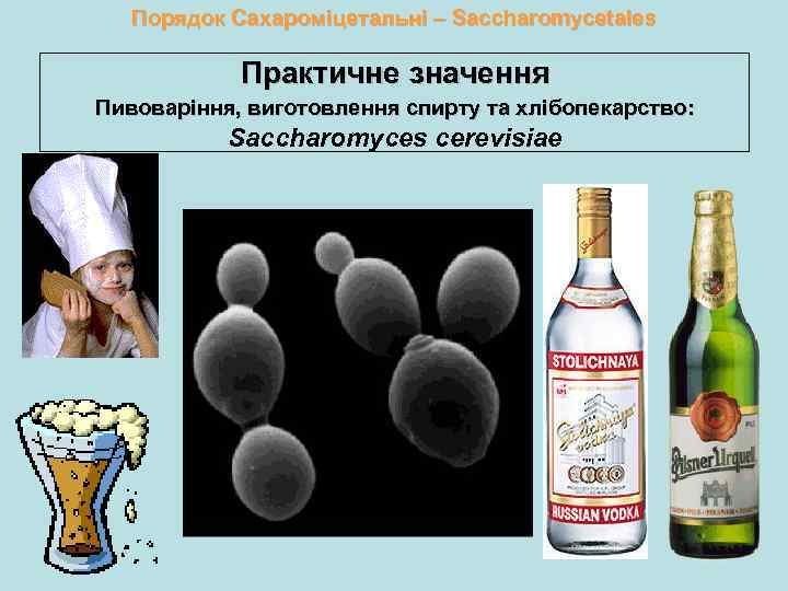 Порядок Сахароміцетальні – Saccharomycetales Практичне значення Пивоваріння, виготовлення спирту та хлібопекарство: Saccharomyces cerevisiae 