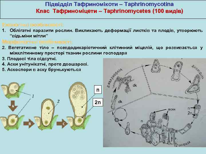 Підвідділ Тафриномікоти – Taphrinomycotina Клас Тафриноміцети – Taphrinomycetes (100 видів) Екологічні особливості: 1. Облігатні