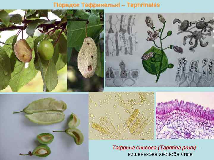Порядок Тафринальні – Taphrinales Тафрина сливова (Taphrina pruni) – кишенькова хвороба слив 