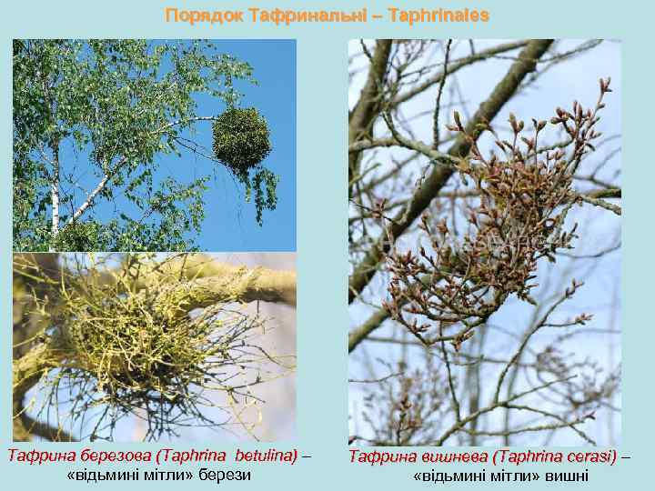 Порядок Тафринальні – Taphrinales Тафрина березова (Taphrina betulina) – «відьмині мітли» берези Тафрина вишнева