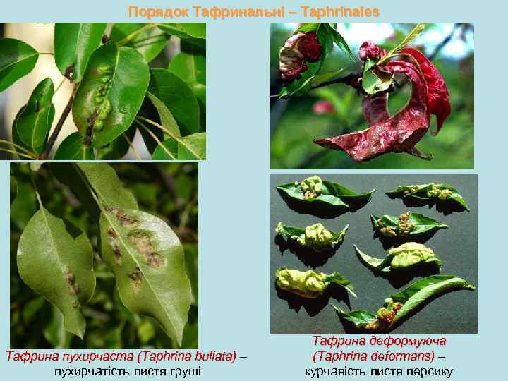 Порядок Тафринальні – Taphrinales Тафрина пухирчаста (Taphrina bullata) – пухирчатість листя груші Тафрина деформуюча