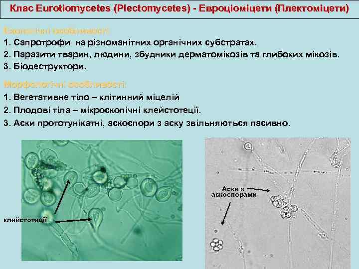 Клас Eurotiomycetes (Plectomycetes) - Евроціоміцети (Плектоміцети) Екологічні особливості: 1. Сапротрофи на різноманітних органічних субстратах.