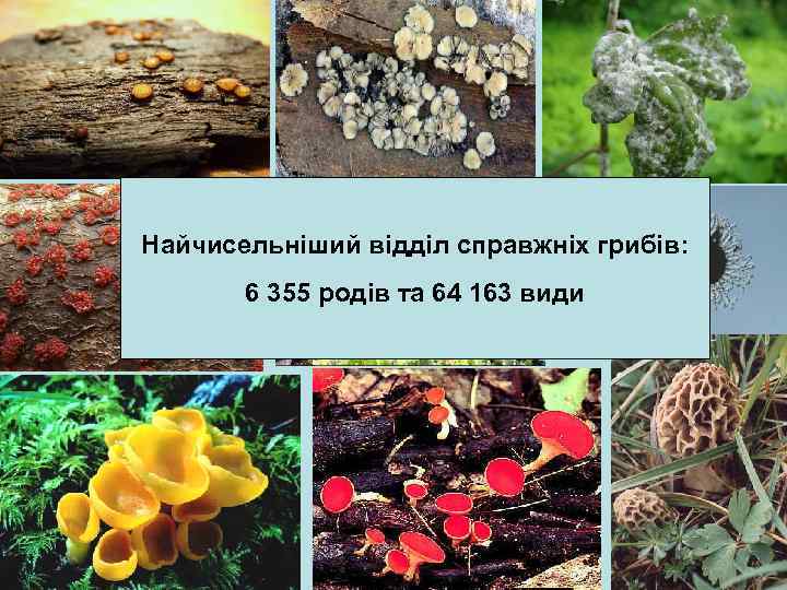 Найчисельніший відділ справжніх грибів: 6 355 родів та 64 163 види 