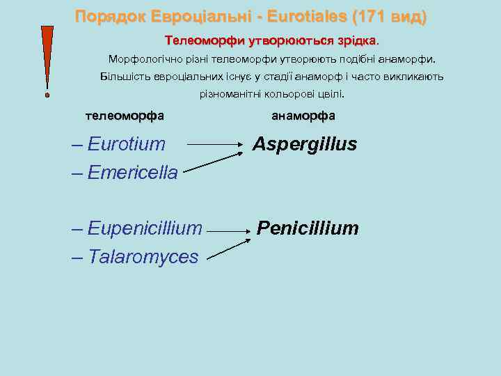 Порядок Евроціальні - Eurotiales (171 вид) Телеоморфи утворюються зрідка. Морфологічно різні телеоморфи утворюють подібні