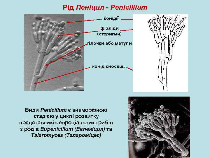 Рід Пеніцил - Penicillium конідії фіаліди (стеригми) гілочки або метули конідієносець Види Penicillum є