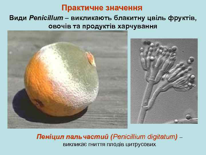 Практичне значення Види Penicillum – викликають блакитну цвіль фруктів, овочів та продуктів харчування Пеніцил