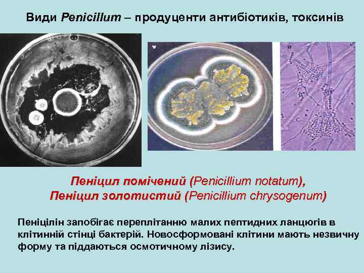 Види Penicillum – продуценти антибіотиків, токсинів Пеніцил помічений (Penicillium notatum), Пеніцил золотистий (Penicillium chrysogenum)