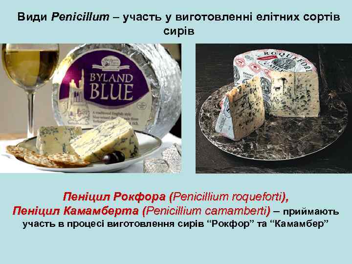 Види Penicillum – участь у виготовленні елітних сортів сирів Пеніцил Рокфора (Penicillium roqueforti), Пеніцил