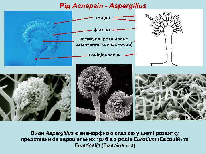 Рід Аспергіл - Aspergillus конідії фіаліди везикула (розширене закінчення конідієносця) гілочки (метули) конідієносець Види