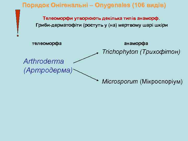 Порядок Онігенальні – Onygenales (106 видів) Телеоморфи утворюють декілька типів анаморф. Гриби-дерматофіти (ростуть у