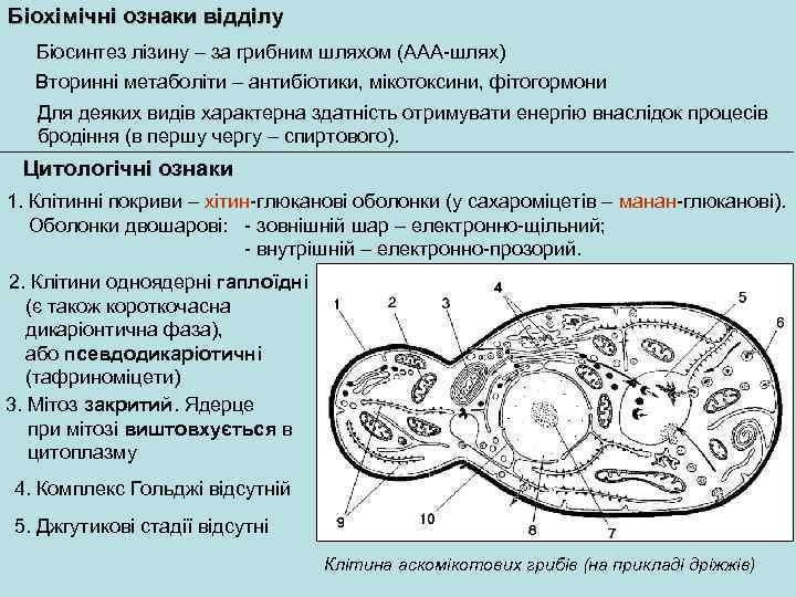 Біохімічні ознаки відділу Біосинтез лізину – за грибним шляхом (ААА-шлях) Вторинні метаболіти – антибіотики,