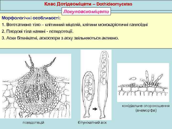 Клас Дотідеоміцети – Dothideomycetes Локулоаскоміцети Морфологічні особливості: 1. Вегетативне тіло – клітинний міцелій, клітини