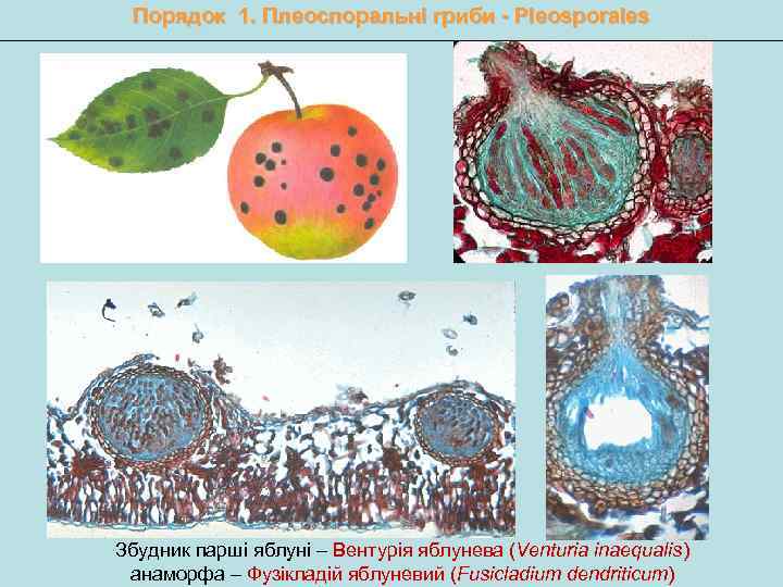Порядок 1. Плеоспоральні гриби - Pleosporales Збудник парші яблуні – Вентурія яблунева (Venturia inaequalis)