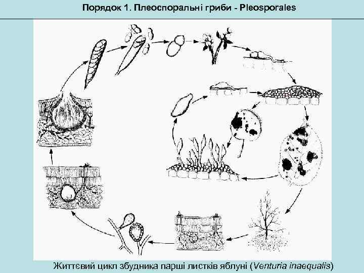 Порядок 1. Плеоспоральні гриби - Pleosporales Життєвий цикл збудника парші листків яблуні (Venturia inaequalis)