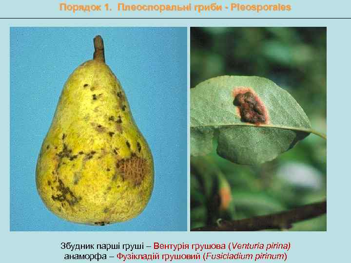Порядок 1. Плеоспоральні гриби - Pleosporales Збудник парші груші – Вентурія грушова (Venturia pirina)