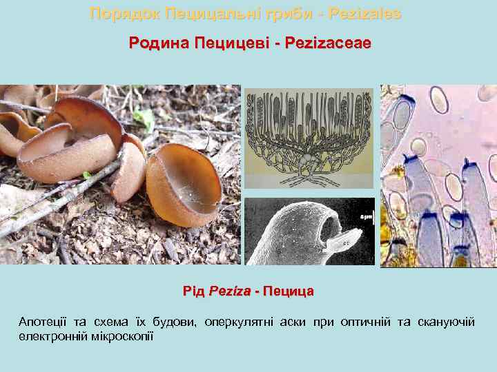 Порядок Пецицальні гриби - Pezizales Родина Пецицеві - Pezizaceae Рід Peziza - Пецица Апотеції