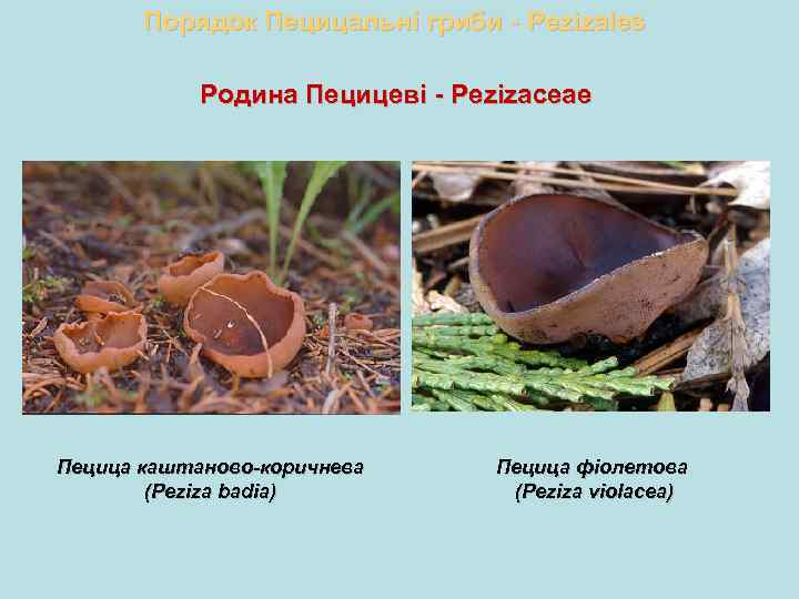 Порядок Пецицальні гриби - Pezizales Родина Пецицеві - Pezizaceae Пецица каштаново-коричнева (Peziza badia) Пецица