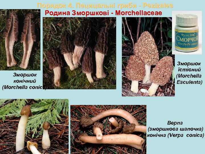 Порядок 4. Пецицальні гриби - Pezizales Родина Зморшкові - Morchellaceae Зморшок конічний (Morchella conica)